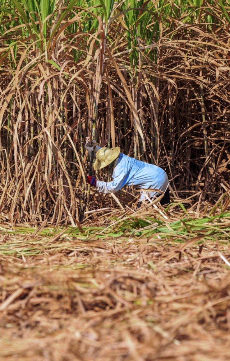 Life in the Sugarcane Fields